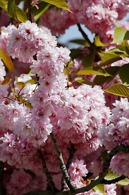 Jardin des Impressionnistes-009